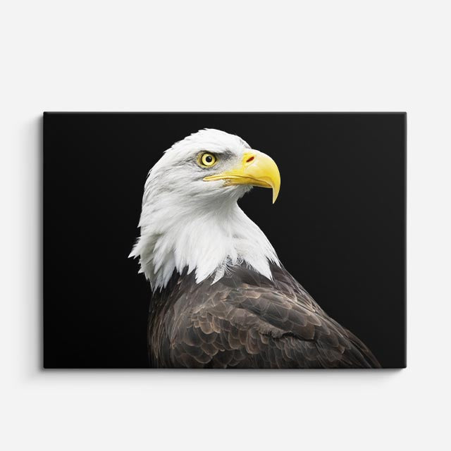 cuadro canvas animales aves águila suprema horizontal