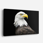 cuadro canvas animales aves águila suprema horizontal