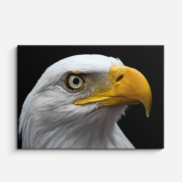 cuadro canvas animales aves mirada solar horizontal