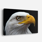 cuadro canvas animales aves mirada solar horizontal