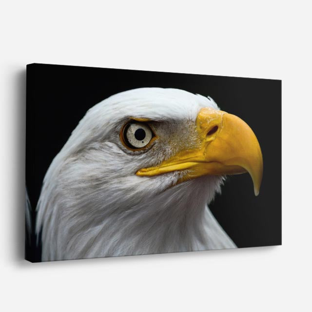 cuadro canvas animales aves mirada solar horizontal