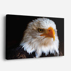 cuadro canvas animales aves pluma áurea horizontal