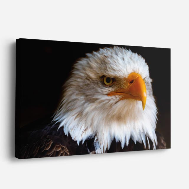 cuadro canvas animales aves pluma áurea horizontal