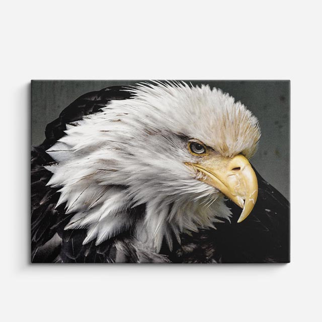 cuadro canvas animales aves fuerza blanca horizontal