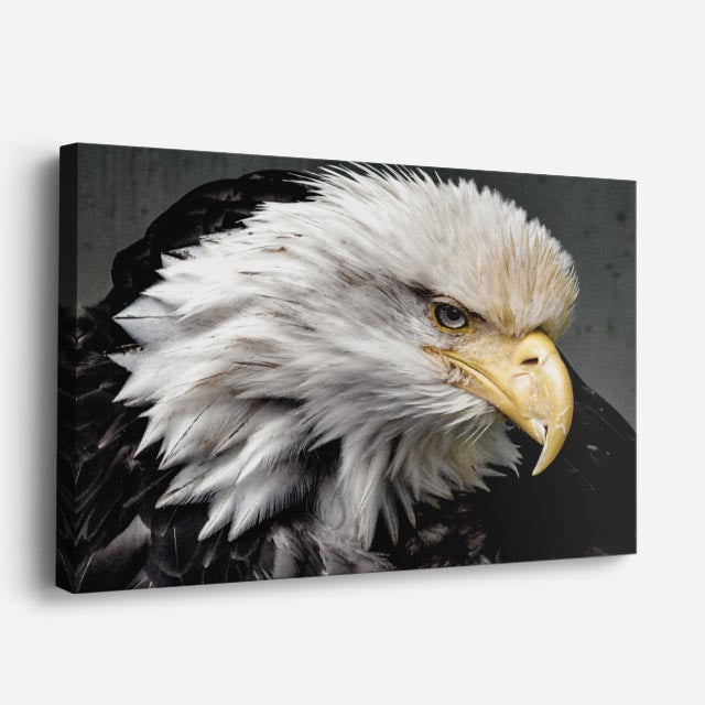 cuadro canvas animales aves fuerza blanca horizontal