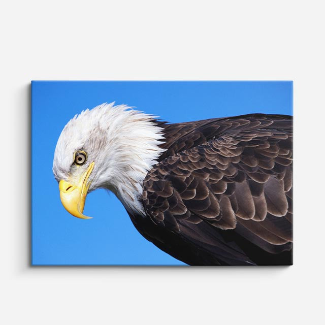cuadro canvas animales aves vuelo patriota horizontal