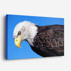 cuadro canvas animales aves vuelo patriota horizontal