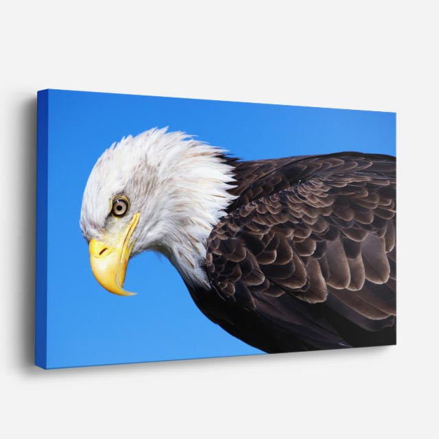 cuadro canvas animales aves vuelo patriota horizontal