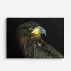cuadro canvas animales aves guardiana nocturna horizontal