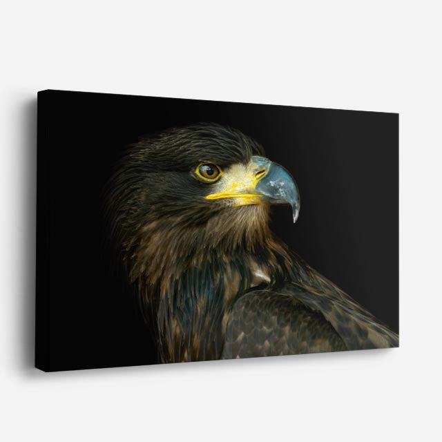 cuadro canvas animales aves guardiana nocturna horizontal
