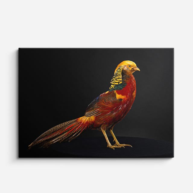 cuadro canvas animales aves fuego del alba horizontal
