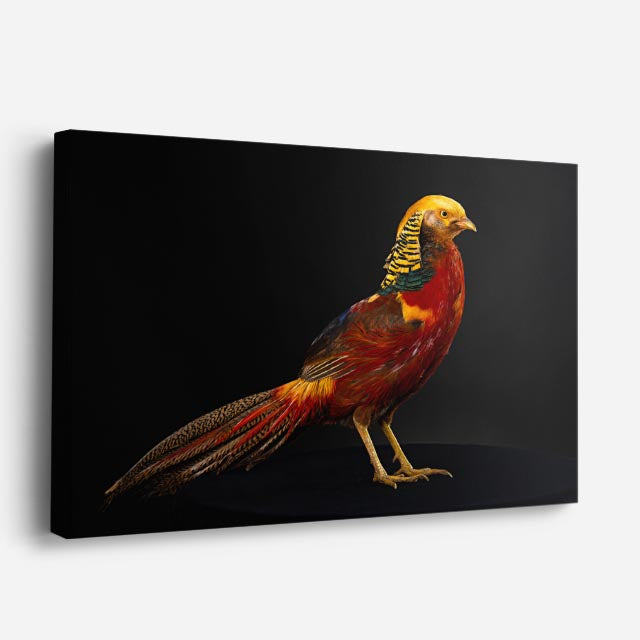 cuadro canvas animales aves fuego del alba horizontal