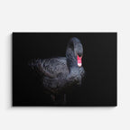 cuadro canvas animales aves cisne oscuro horizontal