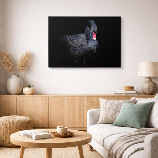 cuadro canvas animales aves cisne oscuro horizontal