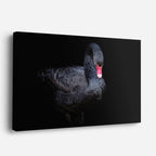 cuadro canvas animales aves cisne oscuro horizontal