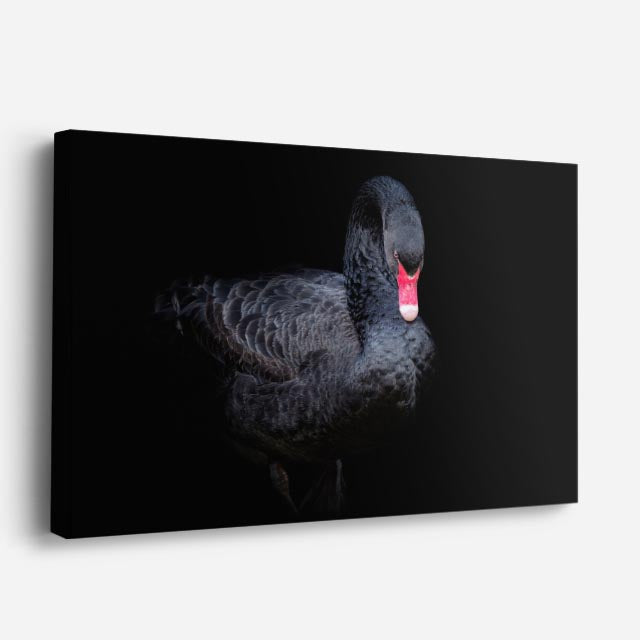 cuadro canvas animales aves cisne oscuro horizontal