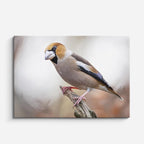 cuadro canvas animales aves gorrión de nieve horizontal