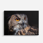 cuadro canvas animales aves ojos del bosque horizontal