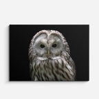 cuadro canvas animales aves búho de hielo horizontal