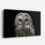 cuadro canvas animales aves búho de hielo horizontal