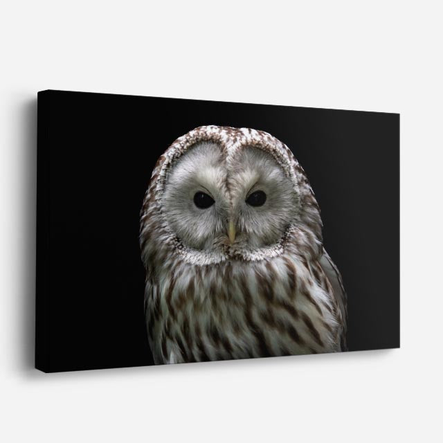 cuadro canvas animales aves búho de hielo horizontal