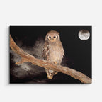 cuadro canvas animales aves luna silente horizontal
