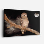 cuadro canvas animales aves luna silente horizontal