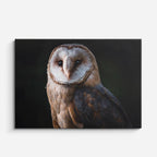cuadro canvas animales aves lechuza de bronce horizontal