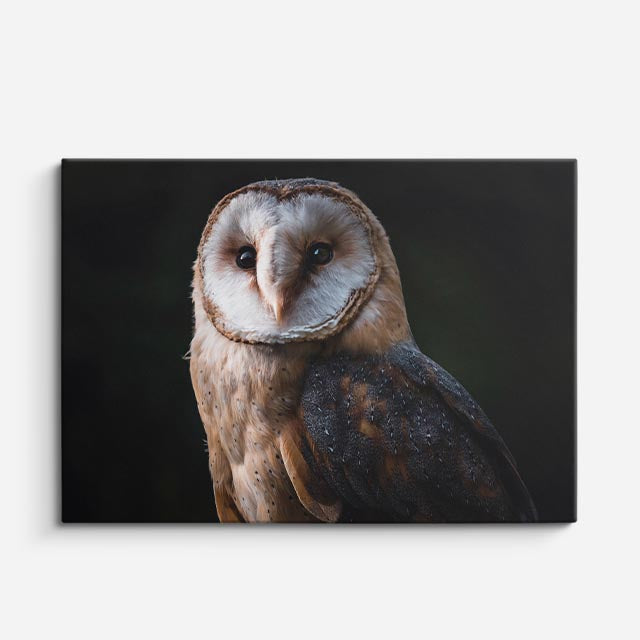 cuadro canvas animales aves lechuza de bronce horizontal