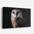 cuadro canvas animales aves lechuza de bronce horizontal