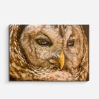 cuadro canvas animales aves mirada salvaje horizontal