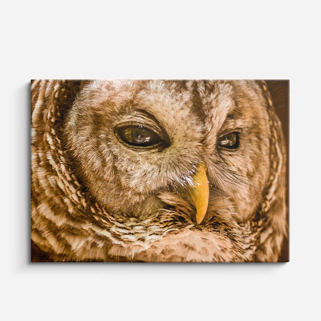 cuadro canvas animales aves mirada salvaje horizontal