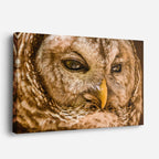 cuadro canvas animales aves mirada salvaje horizontal