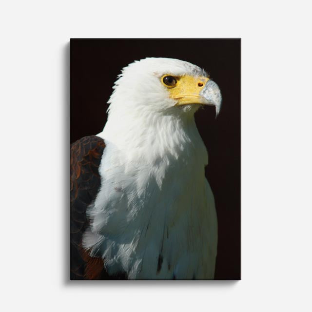 cuadro canvas aves majestad del águila vertical