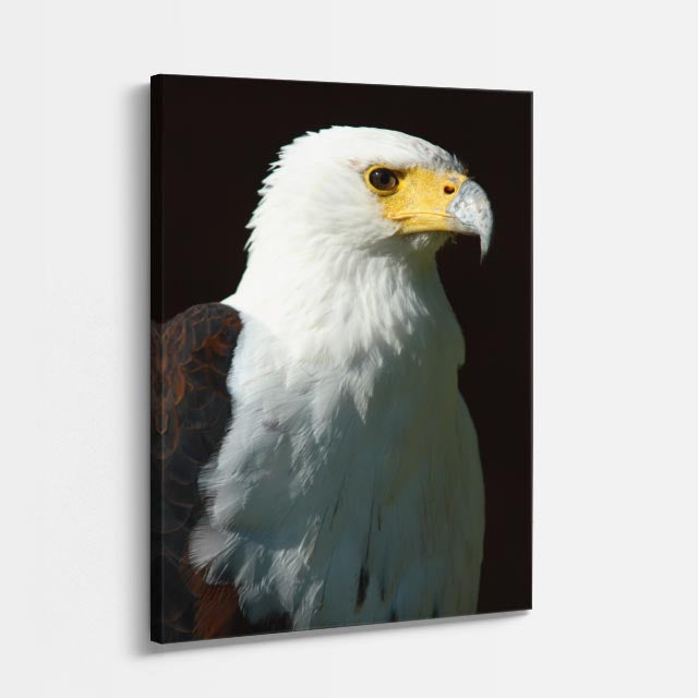 cuadro canvas aves majestad del águila vertical