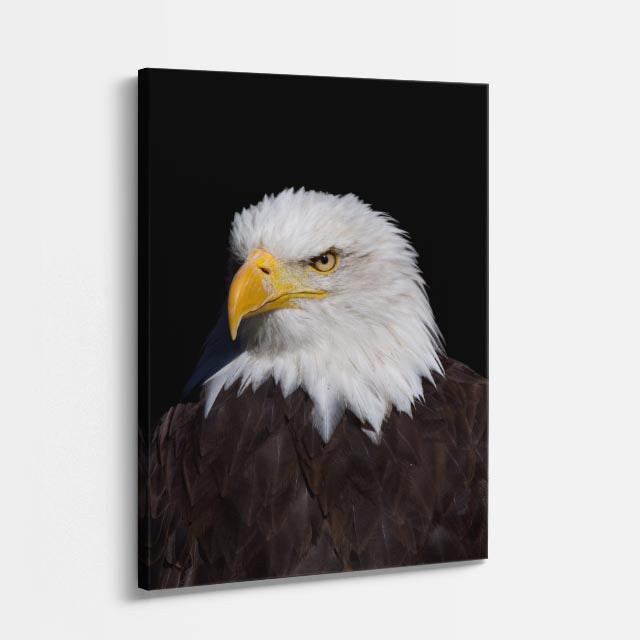 cuadro canvas aves mirada imperial vertical