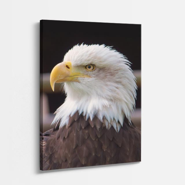 cuadro canvas aves espíritu del águila vertical