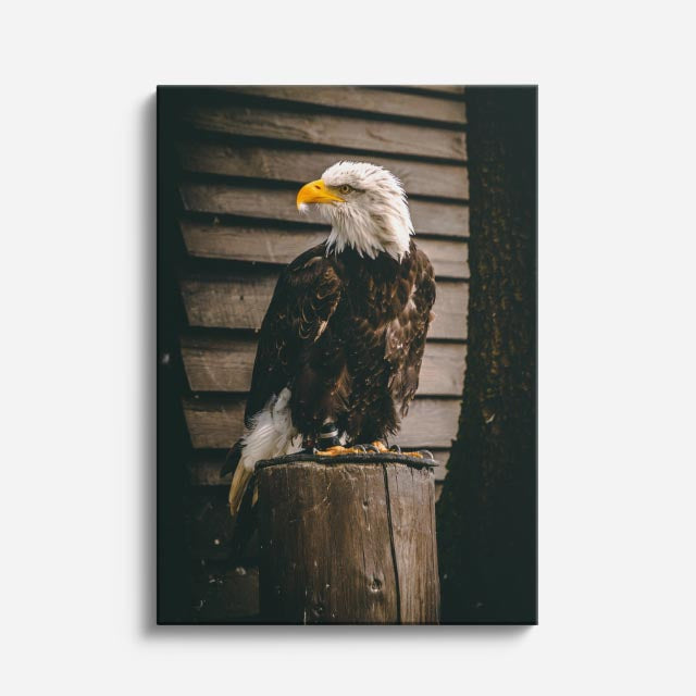 cuadro canvas aves centinela del horizonte vertical