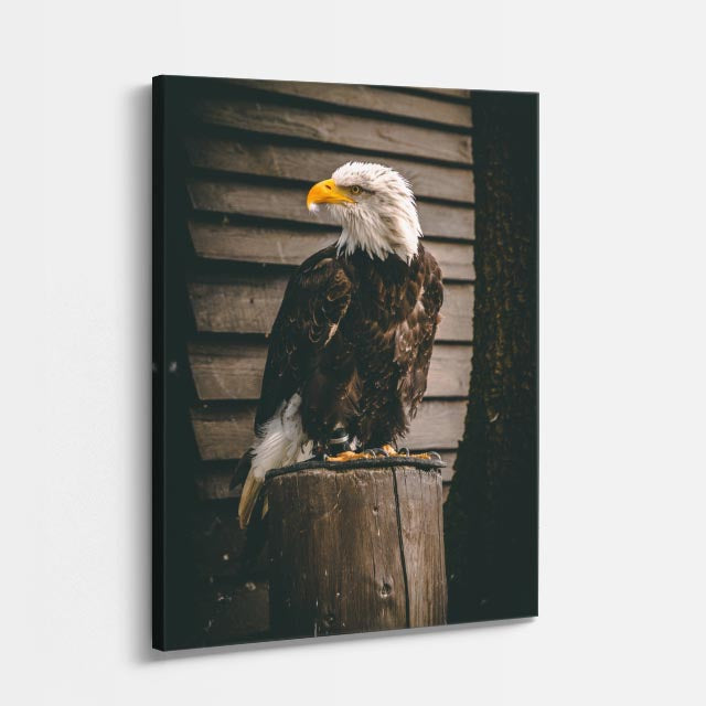 cuadro canvas aves centinela del horizonte vertical
