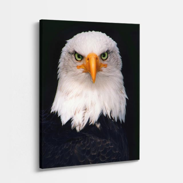 cuadro canvas aves ojo del cielo vertical