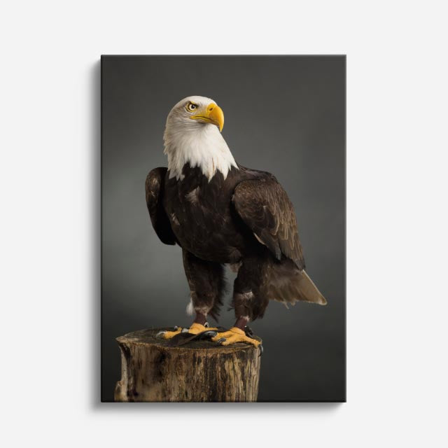 cuadro canvas aves trono de plumas vertical