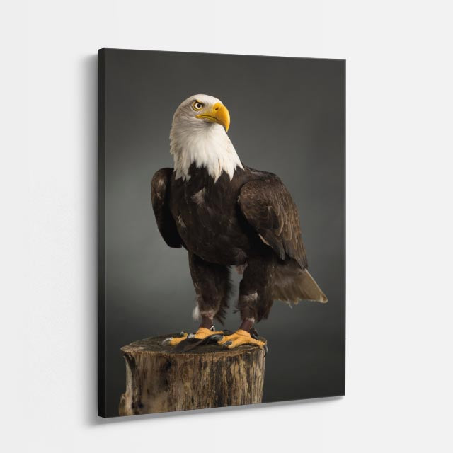 cuadro canvas aves trono de plumas vertical