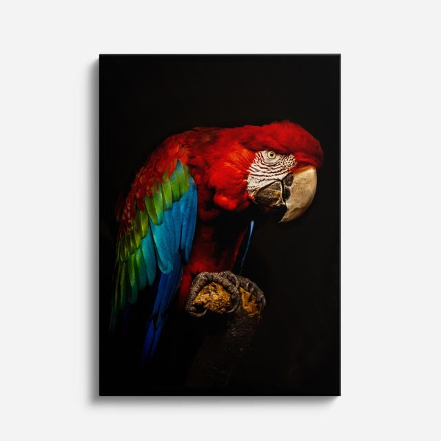 cuadro canvas aves fuego escarlata vertical