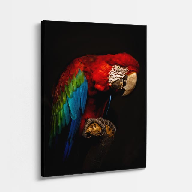 cuadro canvas aves fuego escarlata vertical