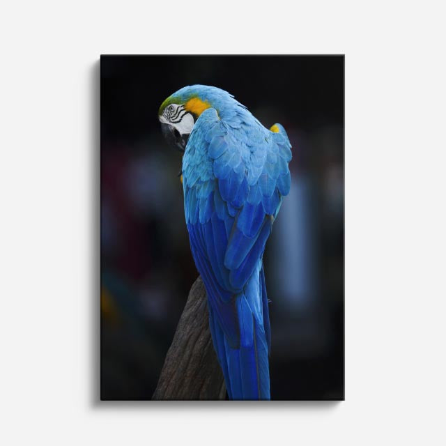 cuadro canvas aves plumas del caribe vertical