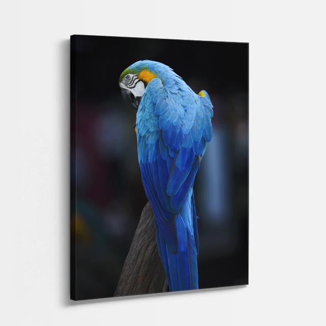 cuadro canvas aves plumas del caribe vertical