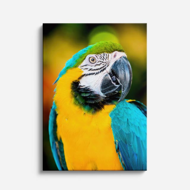cuadro canvas aves colores del amazonas vertical