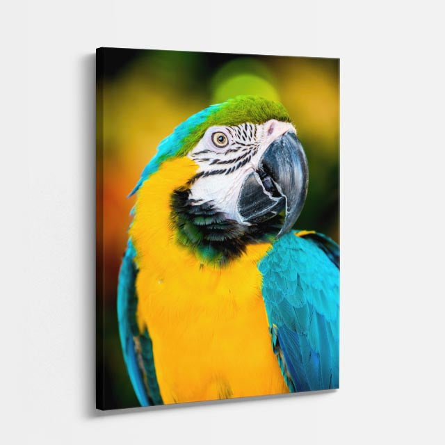 cuadro canvas aves colores del amazonas vertical