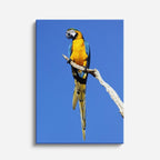 cuadro canvas aves eco de la selva vertical