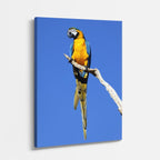 cuadro canvas aves eco de la selva vertical